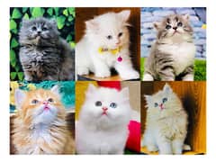 Persian hamalian british punch face piki face cat's and kitten's