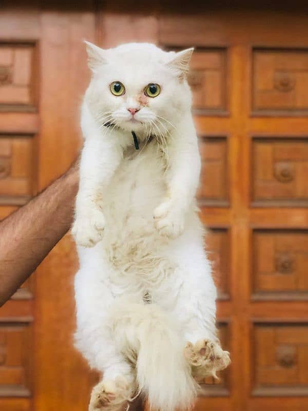 Persian Punch face triple coat cat Kitten 5