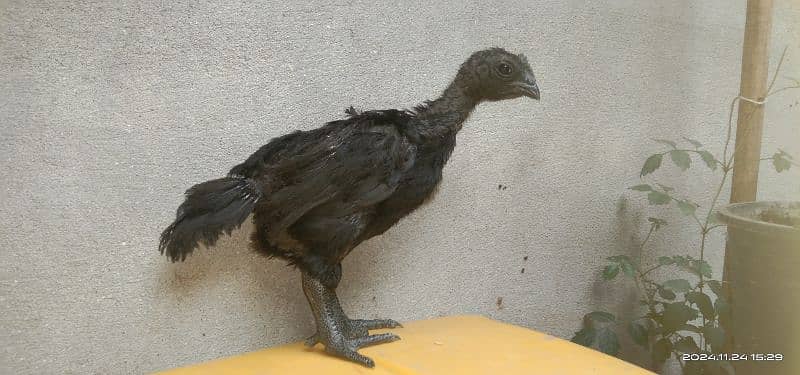 Ayam cemani pure Indonesian breed 0