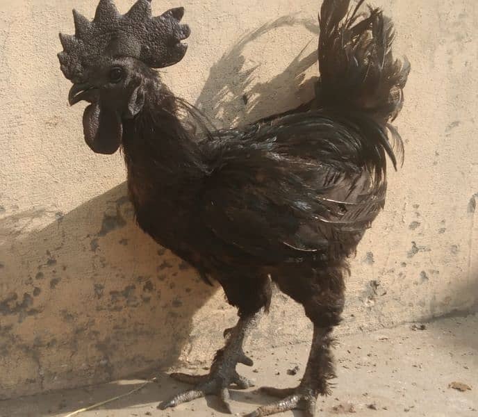 Ayam cemani pure Indonesian breed 2