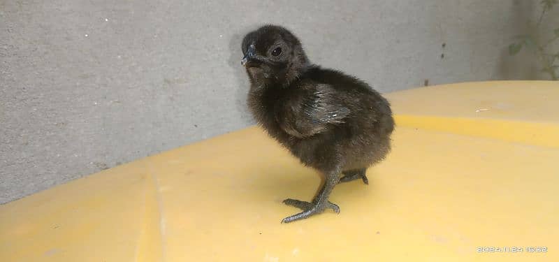 Ayam cemani pure Indonesian breed 3