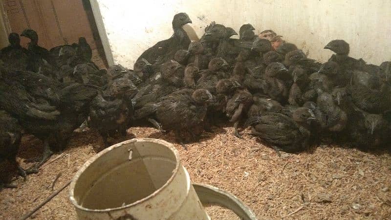 Ayam cemani pure Indonesian breed 5