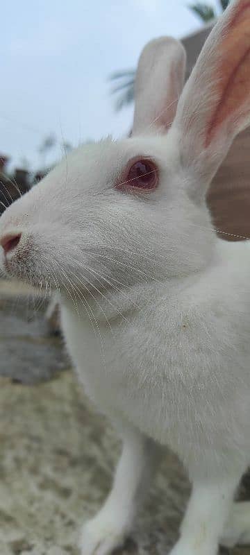 Red eyes rabbit female 0310 5444524 0