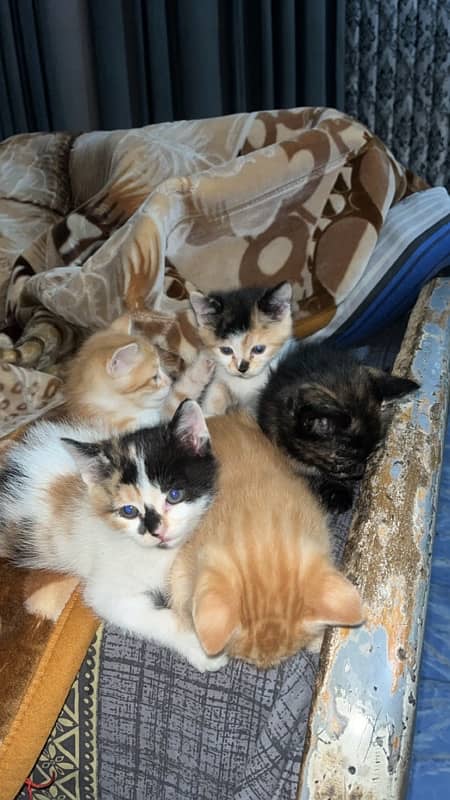 kittens for sale 0