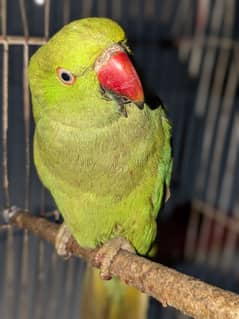 Sindhi Parrot for Sell