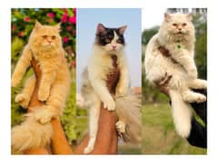 Persian Punch face triple coat cat Kitten