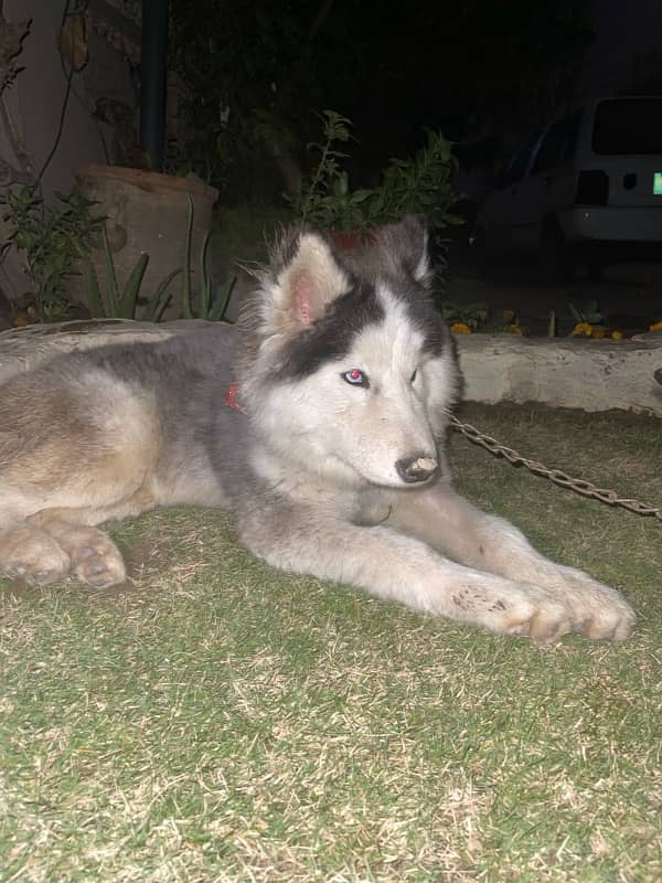 Siberian Husky 6 months old pedigree 1