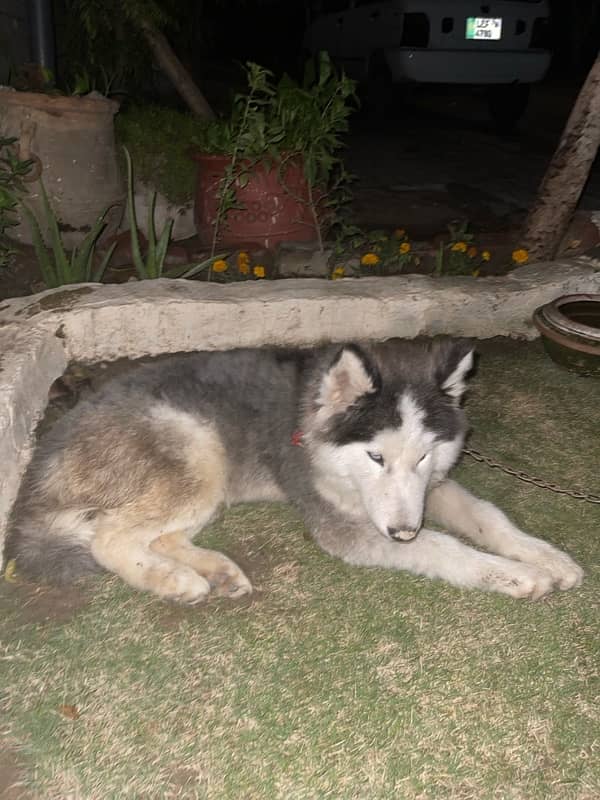 Siberian Husky 6 months old pedigree 3