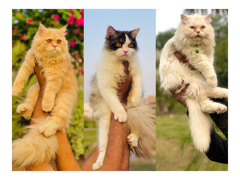 Persian Punch face triple coat cat Kitten 0