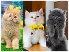 Persian Punch face triple coat cat Kitten