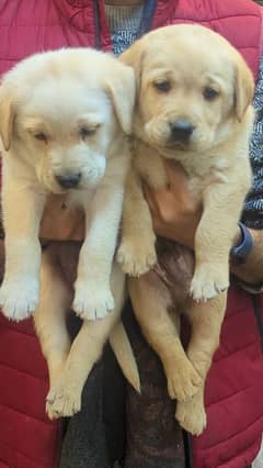 Labrador puppy