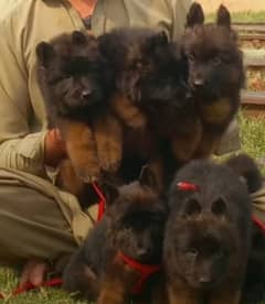 German Shepherd pair for sale WhatsApp 03463649736