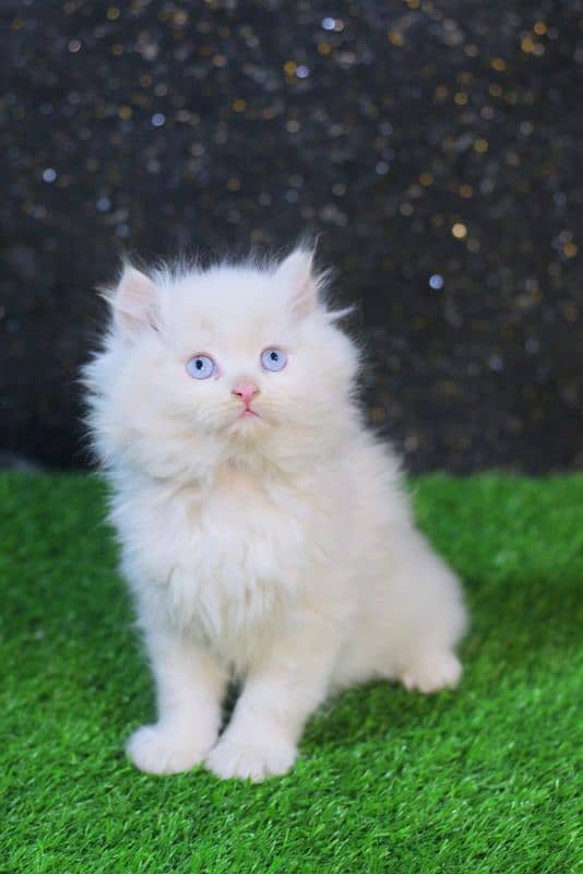 Blue eyes - cat kitten - white cat baby 1