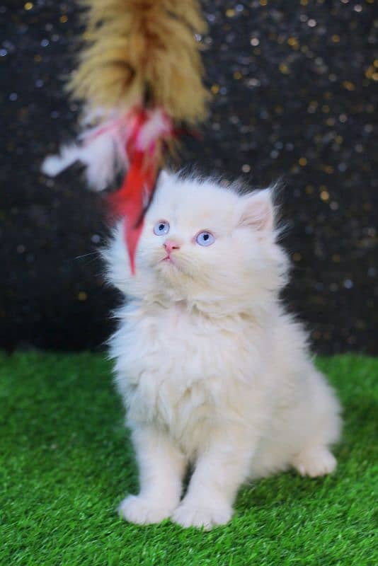 Blue eyes - cat kitten - white cat baby 2