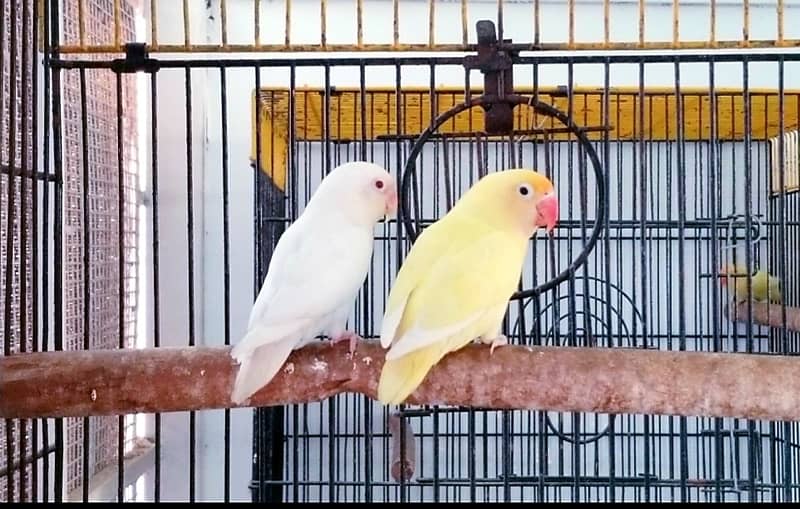 ALBINO X DECINO PAIR 0