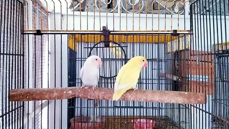 ALBINO X DECINO PAIR 1