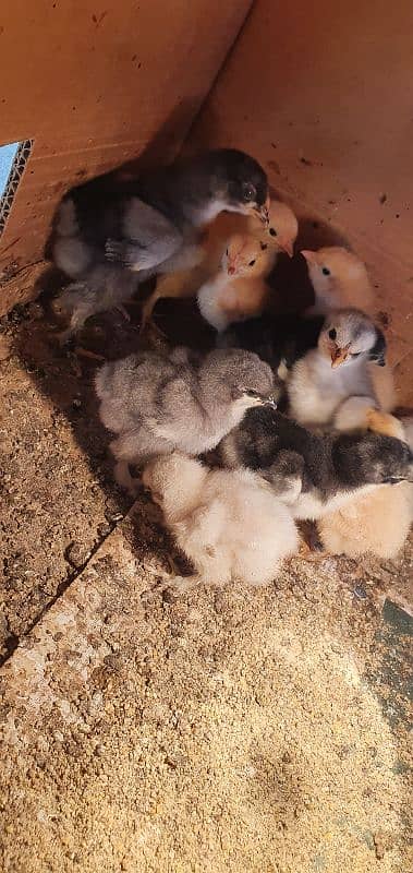 fancy hen chicks - blue buff - blue heavy cochin 0