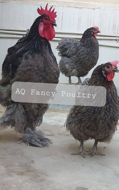 fancy hen chicks - blue buff - blue heavy cochin 6