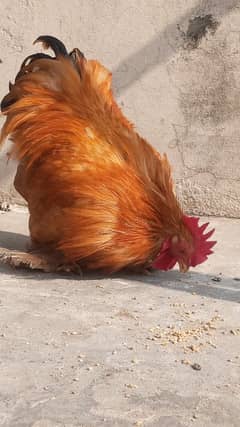 bantam