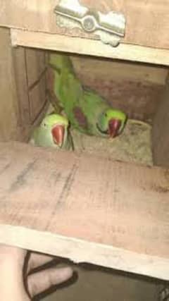 Raw parrot Kashmiri Breeder