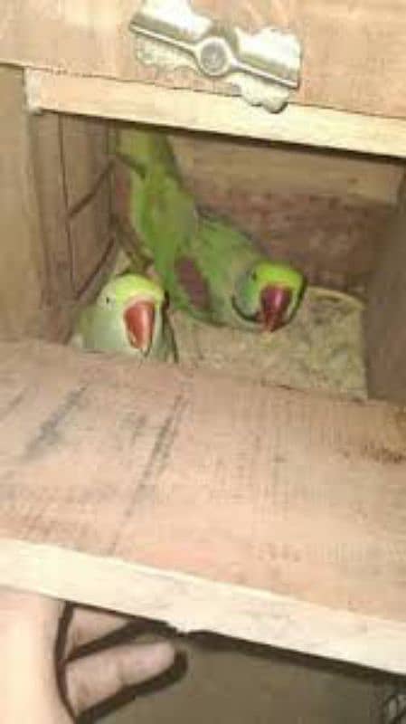 Raw parrot Kashmiri Breeder 0