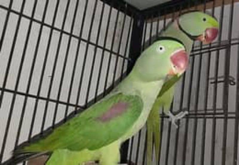 Raw parrot Kashmiri Breeder 1