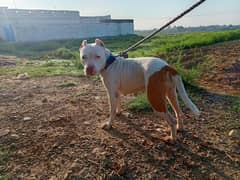 Breeder Pitbull Female for sale 20 day mated