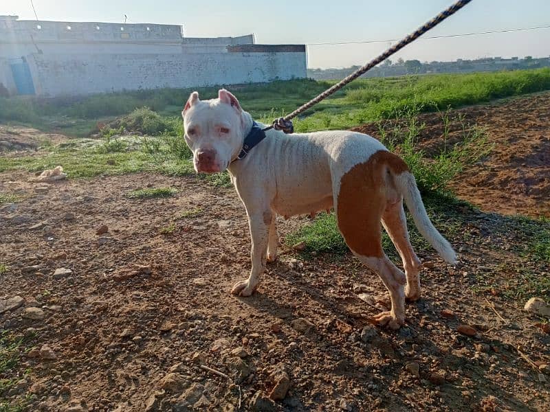 Breeder Pitbull Female for sale 20 day mated 0