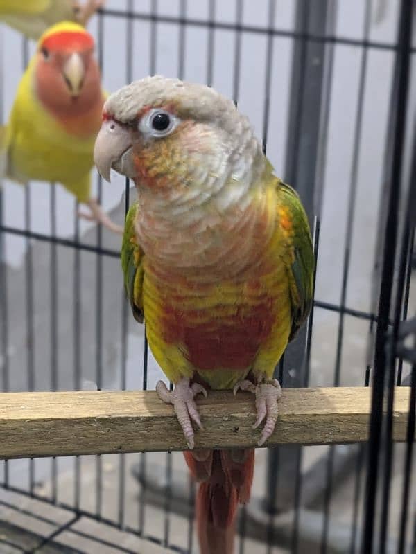 Pineapple Conure Red Factor 0