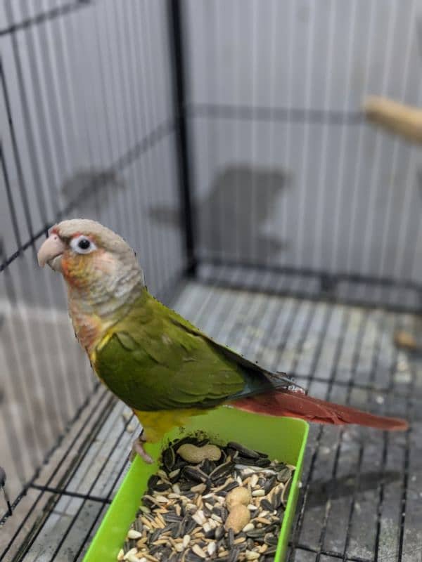 Pineapple Conure Red Factor 1