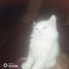 parsian cat for sale