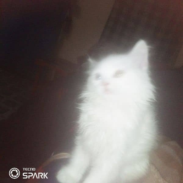 parsian cat for sale 0