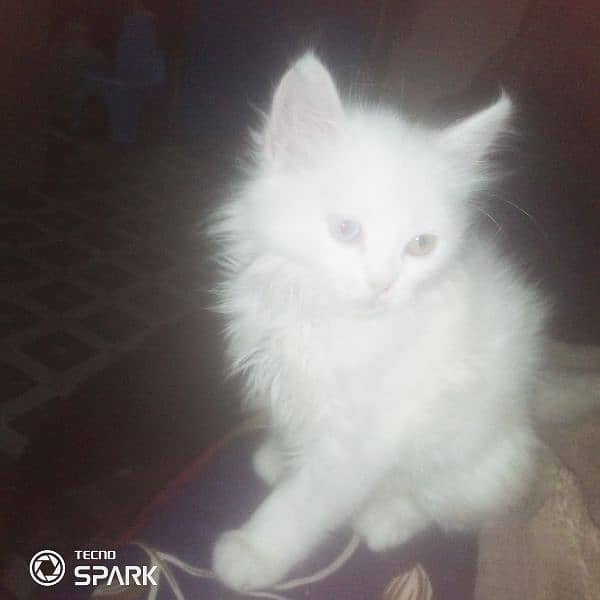 parsian cat for sale 1