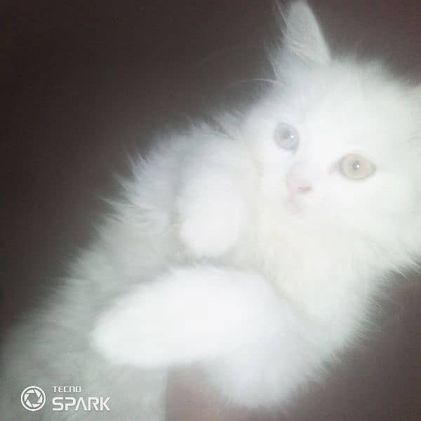 parsian cat for sale 2