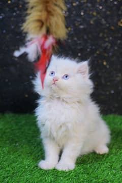 Blue eyes - white kitten - cat kitten - persian cat baby