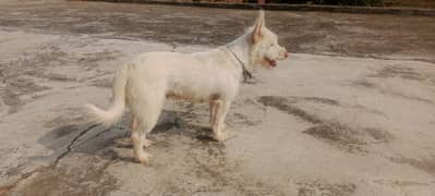 Russian Dogs Pair | Male & female Dog | Puppy | Dog for sale