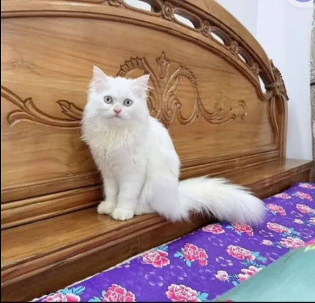 quality Persian panch face cate & kittan male female both available h 0