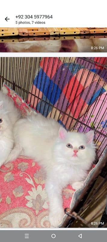 quality Persian panch face cate & kittan male female both available h 2