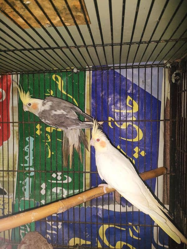 Cocktail, Fisher and budgies for sale 2