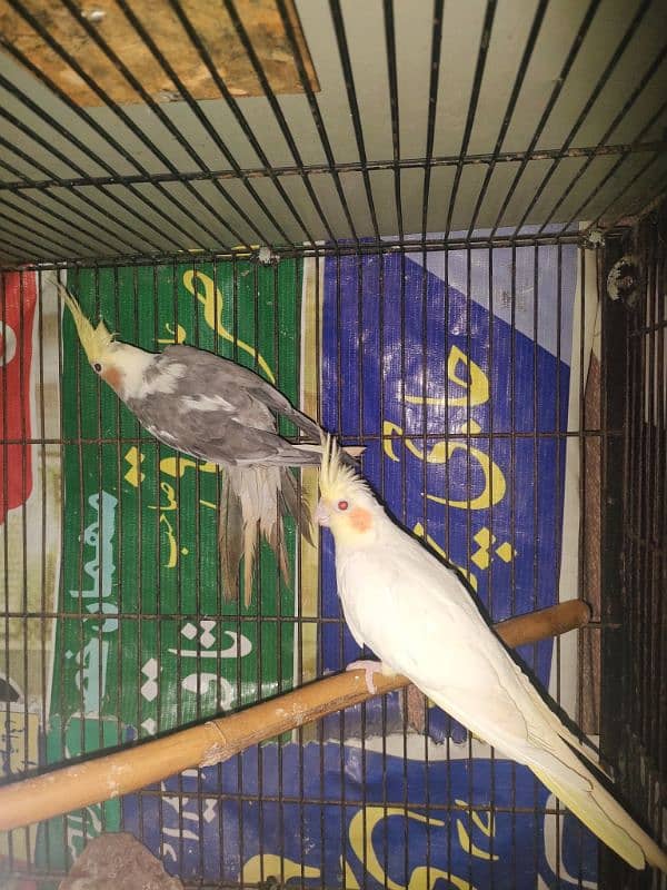 Cocktail, Fisher and budgies for sale 3