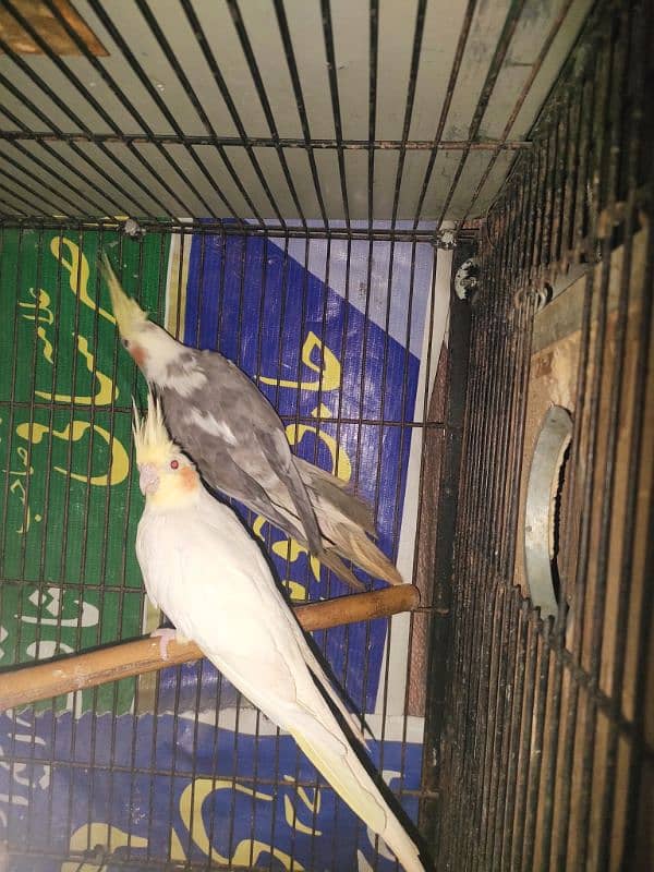 Cocktail, Fisher and budgies for sale 4