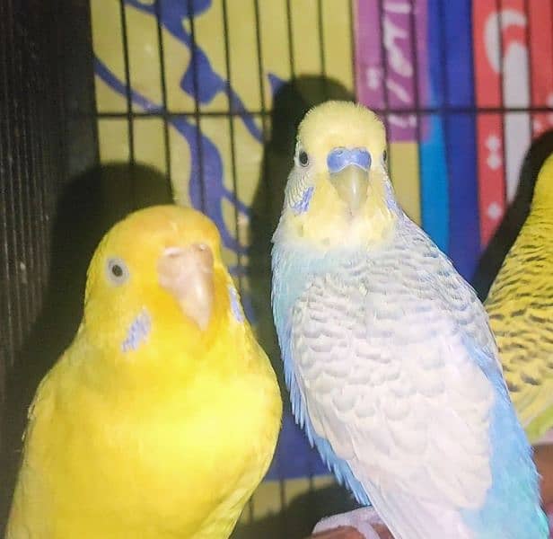 Cocktail, Fisher and budgies for sale 7