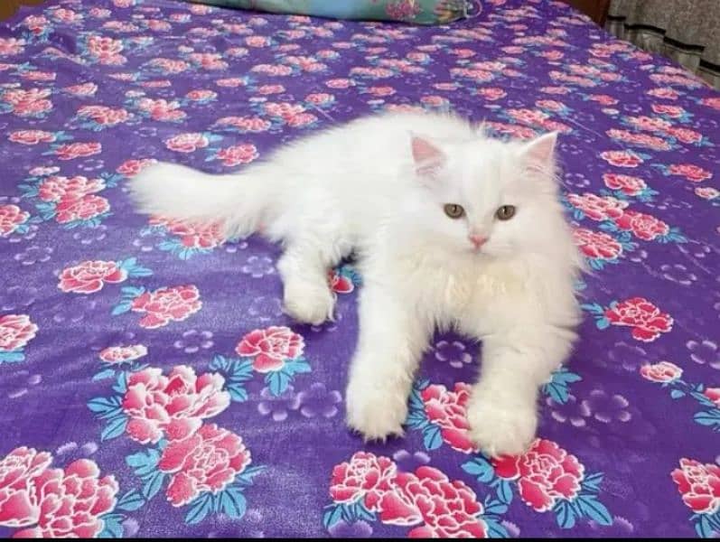 quality Persian panch face cate & kittan male female both available h 1