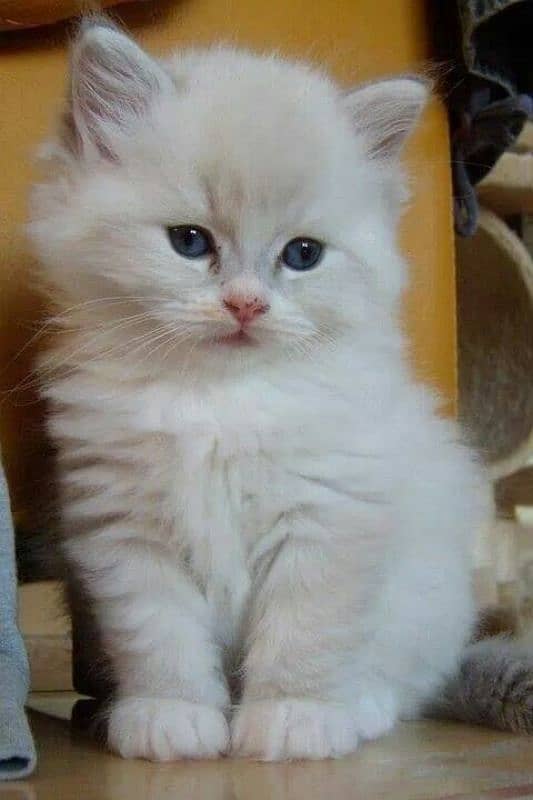 Persian cat triple coated 2