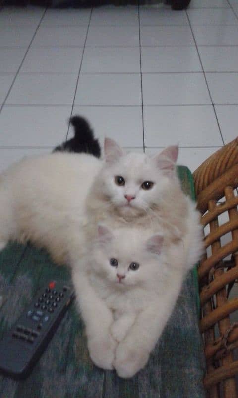 Persian cat triple coated 3