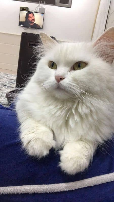 Persian cat triple coated 4