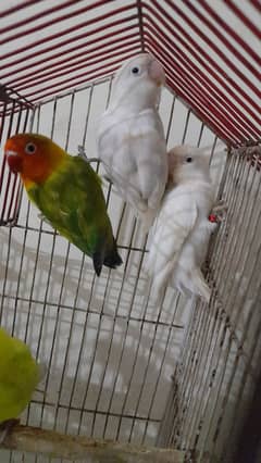 Adult Lovebirds Urgent For Sale