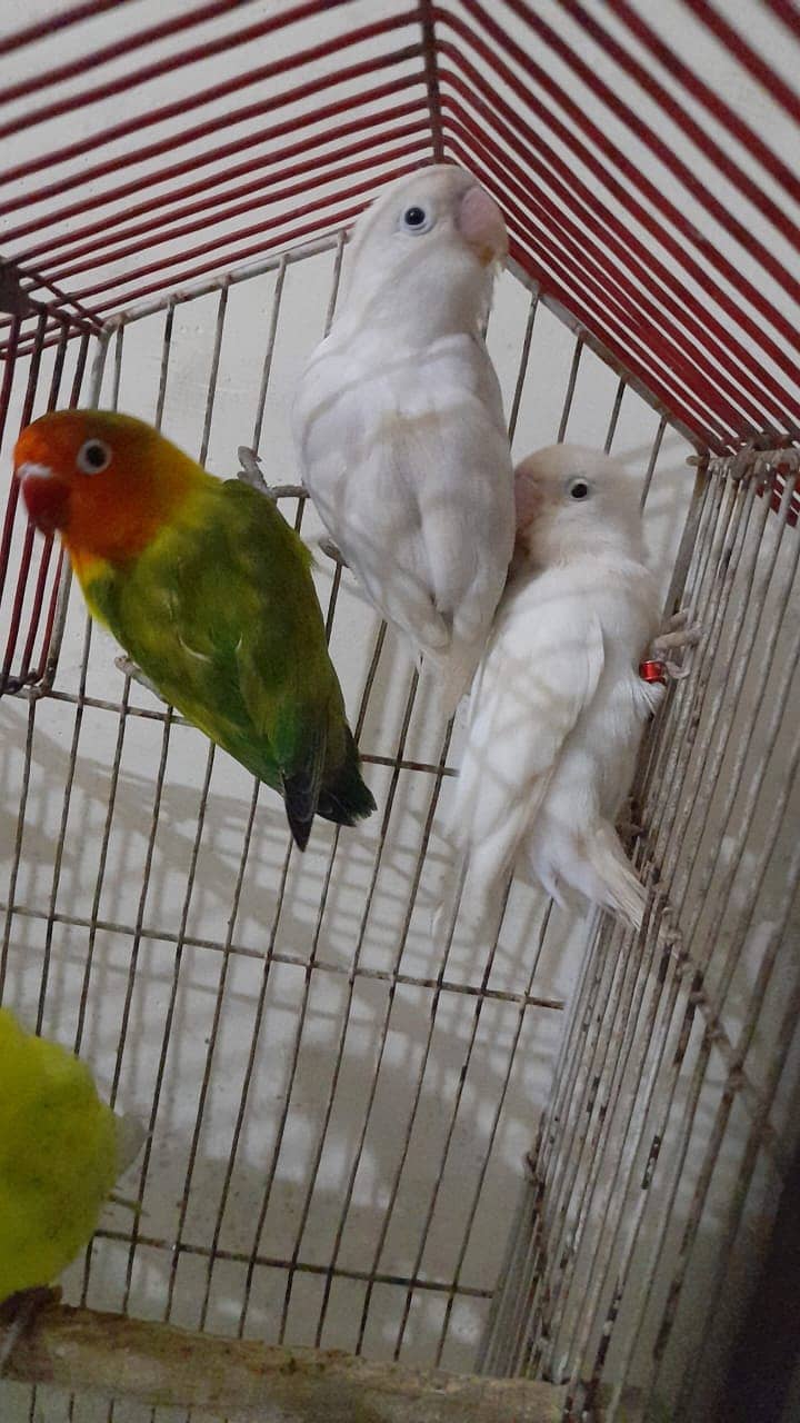 Adult Lovebirds Urgent For Sale 0