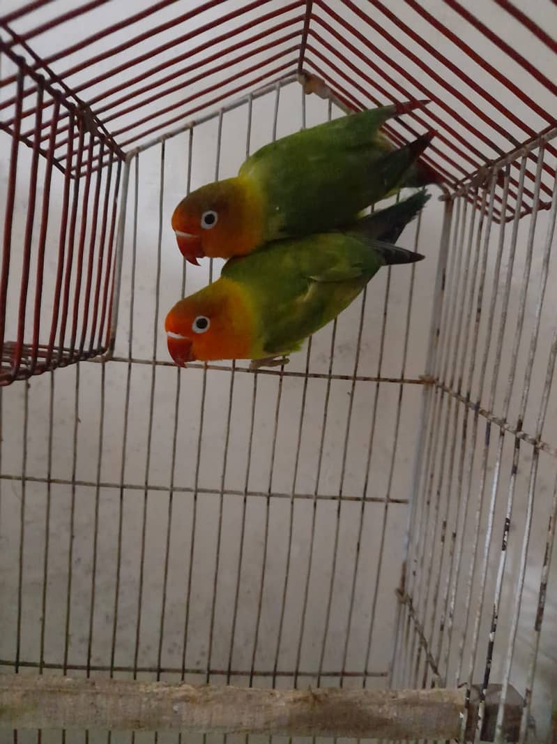 Adult Lovebirds Urgent For Sale 1