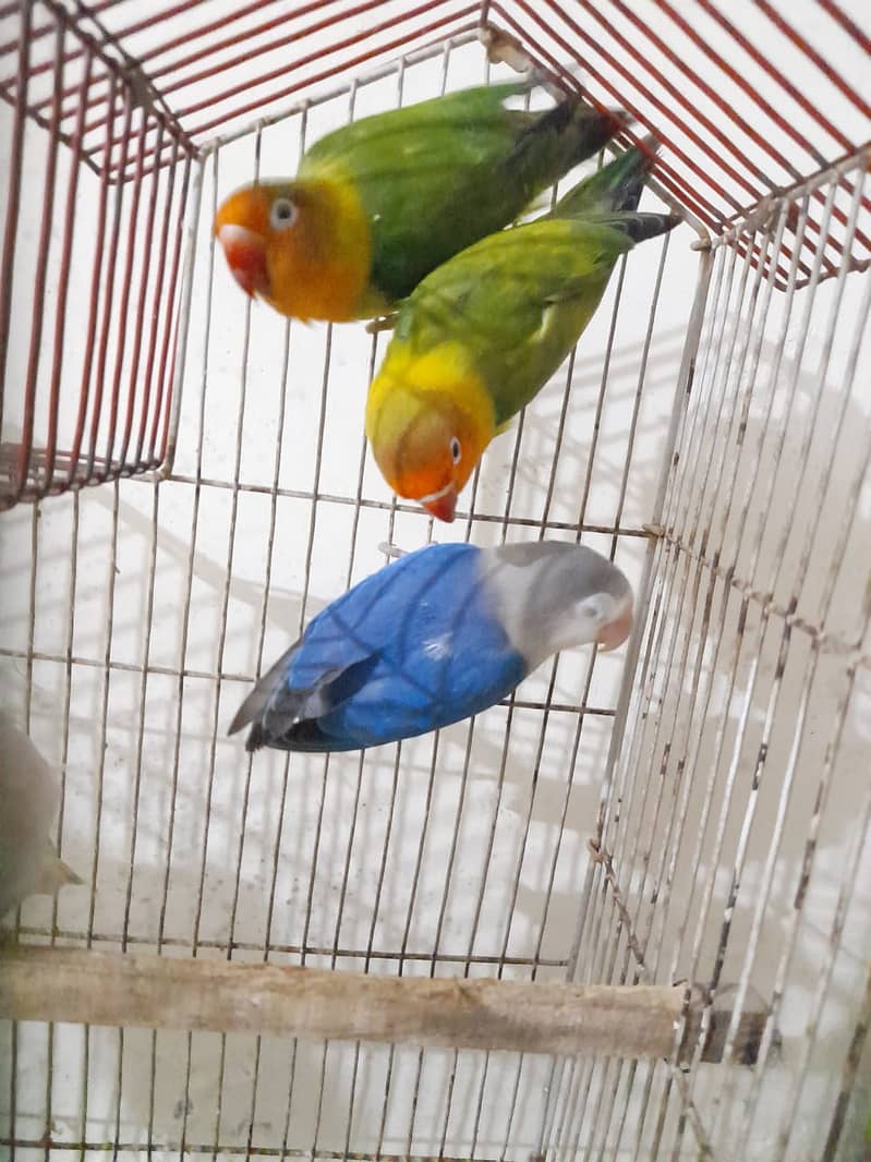 Adult Lovebirds Urgent For Sale 2